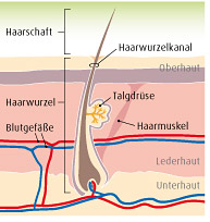 fakten_haaraufbau_1